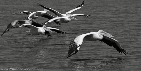 Migrating Pelicans - Djudj NP, Senegal