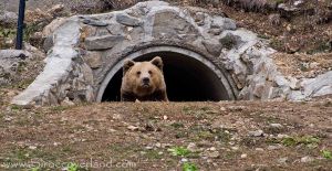 Bear Sanctuary - Pirin Mountains, Bulgaria