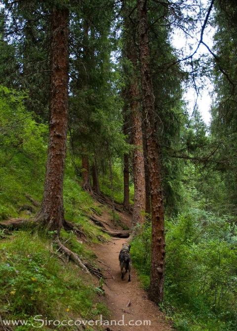 Out with our new friend 'barking mad'
