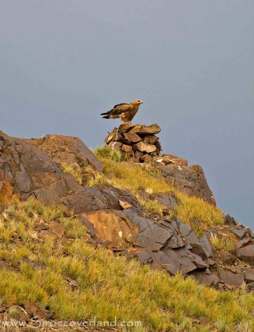 Steppe Eagle