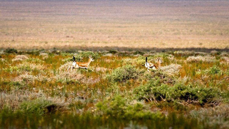 Black Tailed Gazelle's shot at full stretch (300mm) on a cropped sensor.