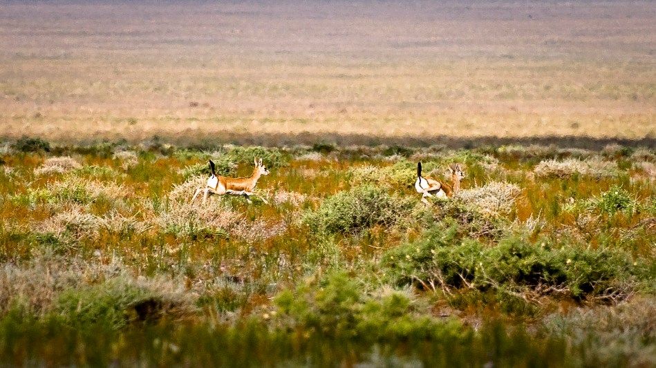 Black Tailed Gazelle, Gobi Desert, Mongolia, Wildlife, Mammals, Desert, overland, adventure
