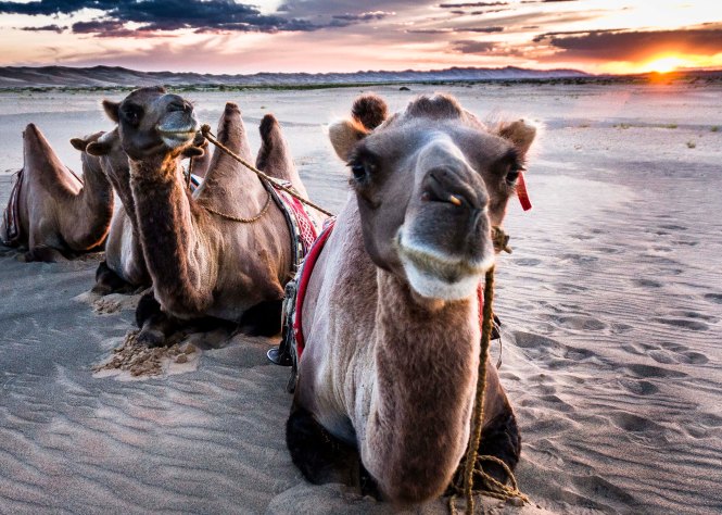 Camel Trek at Sunset