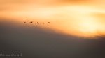 Birds, Flight, Indonesia, Komodo, National Park, Adventure