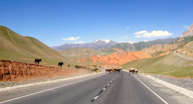 Kyrgyz horses