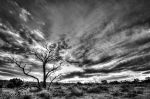 Simpson Desert, Australia, Black and White Photo, Tree, Hay River Track